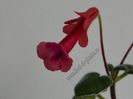Sinningia Gabriel s Horn