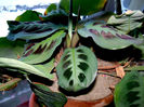 Maranta leuconeura var. kerchoveana