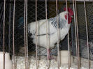 SN854863