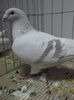 DSCF2951