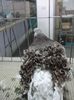 DSCF2968