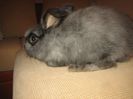 Iepure Angora Englez