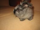 English Angora Rabbit