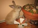 English Angora Rabbit Romania