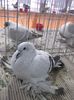 DSCF2997