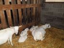 SAM_0241
