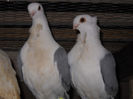 DSCN0028
