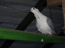DSCN0053