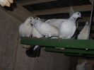 DSCN0060