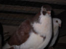 DSCN0068