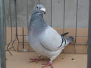IMG1269 VANDUT