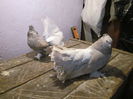 mascul 2012