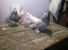 mascul 2012