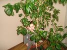 DSC03006