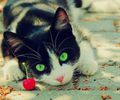 green-eyes-cat-beautiful-pictures-31254236-1920-1200_thumb
