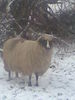 Image0021