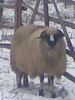 Image0031
