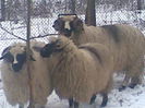 Image0049