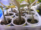 Adenium