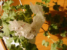 IMAG0026