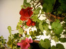 IMAG0037
