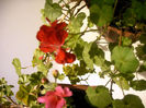 IMAG0038
