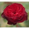 royal-garden-meilland-garden-rose