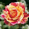 famousroses_claude-monet-743909-1