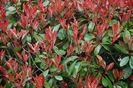 Photinia red robin 25