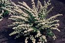 spiraea_nipponica_june_bride. 20