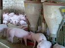 1270739948_71404200_5-Ferma-de-porci-PAMNIC-COM-autorizata-DSV-vinde-purcei-rasa-PIC-Romania-Arges-1