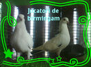 juc de birmingam