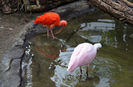 flamingo boys