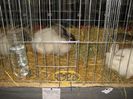 English Angora Rabbit