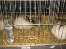 English Angora Rabbit