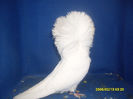 F 2012 BG