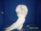 F 2010 BG
