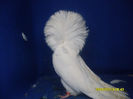 F 2010 BG