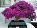 o fi dificil de obtinut un astfel de bonsai?