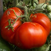 tomate Galileo- mari crete traditionale
