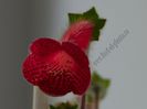Kohleria Imensa