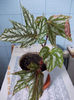 begonia ?