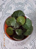 saxifraga sarmentosa