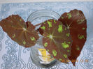 begonia tiger
