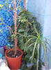 "ficusoi", hoya, dracena...