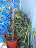 8 febr 2013-flori 025