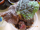 8 febr 2013-flori 034