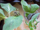 8 febr 2013-flori 038