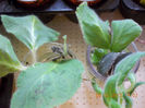 8 febr 2013-flori 040