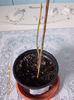 8 febr 2013-flori 026
